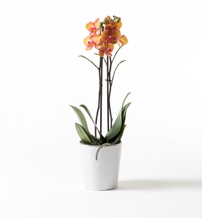 Gyllen to-grenet orkidé i hvit potte